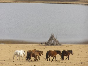Mini Gobi